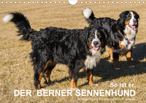 So ist er. Der Berner Sennenhund (Wandkalender 2021 DIN A4 quer) von Hunscheidt,  Hubert