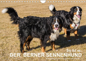 So ist er. Der Berner Sennenhund (Wandkalender 2022 DIN A4 quer) von Hunscheidt,  Hubert