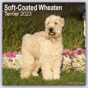 Soft-Coated Wheaten Terrier – Wheaten Terrier 2023- 16-Monatskalender