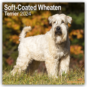 Soft-Coated Wheaten Terrier – Wheaten Terrier 2024 – 16-Monatskalender