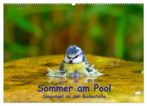 Sommer am Pool – Singvögel an der Badestelle (Wandkalender 2024 DIN A2 quer), CALVENDO Monatskalender von Plemper,  Ulrich