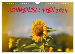 Sonnenblumen 2024 (Wandkalender 2024 DIN A4 quer), CALVENDO Monatskalender von Geduldig,  Bildagentur