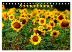 Sonnenblumen (Tischkalender 2024 DIN A5 quer), CALVENDO Monatskalender von Schulz,  Dorothea
