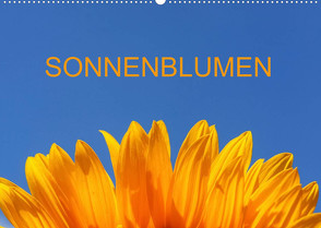 Sonnenblumen (Wandkalender 2022 DIN A2 quer) von Jaeger,  Thomas