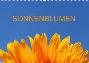 Sonnenblumen (Wandkalender 2023 DIN A2 quer) von Jaeger,  Thomas