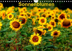 Sonnenblumen (Wandkalender 2023 DIN A4 quer) von Schulz,  Dorothea