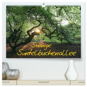 Sonnige Süntelbuchenallee (hochwertiger Premium Wandkalender 2024 DIN A2 quer), Kunstdruck in Hochglanz von Loewa,  Bernhard