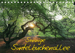 Sonnige Süntelbuchenallee (Tischkalender 2023 DIN A5 quer) von Loewa,  Bernhard