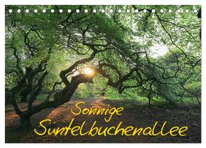Sonnige Süntelbuchenallee (Tischkalender 2024 DIN A5 quer), CALVENDO Monatskalender von Loewa,  Bernhard