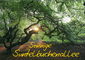 Sonnige Süntelbuchenallee (Wandkalender 2019 DIN A2 quer) von Loewa,  Bernhard