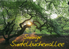 Sonnige Süntelbuchenallee (Wandkalender 2023 DIN A3 quer) von Loewa,  Bernhard