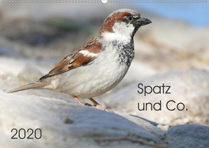 Spatz und Co. (Wandkalender 2020 DIN A2 quer) von Mahrhofer,  Verena