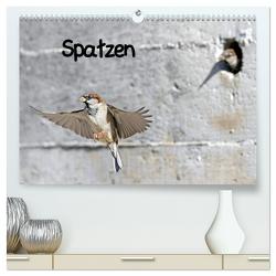 Spatzen (hochwertiger Premium Wandkalender 2024 DIN A2 quer), Kunstdruck in Hochglanz von Trapp,  Benny