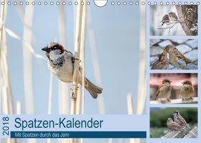Spatzen-Kalender (Wandkalender 2018 DIN A4 quer) von Drews,  Marianne