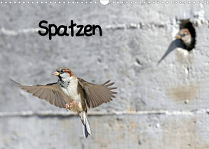 Spatzen (Wandkalender 2023 DIN A3 quer) von Trapp,  Benny