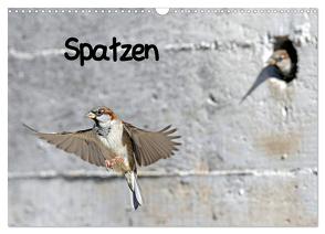 Spatzen (Wandkalender 2024 DIN A3 quer), CALVENDO Monatskalender von Trapp,  Benny