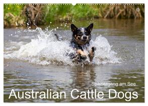 Spaziergang am See Australian Cattle Dogs (Wandkalender 2024 DIN A2 quer), CALVENDO Monatskalender von Verena Scholze,  Fotodesign