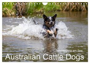 Spaziergang am See Australian Cattle Dogs (Wandkalender 2024 DIN A4 quer), CALVENDO Monatskalender von Verena Scholze,  Fotodesign