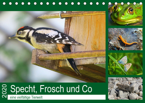 Specht, Frosch und Co – eine vielfältige Tierwelt (Tischkalender 2020 DIN A5 quer) von Schimmack,  Claudia