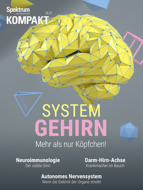 Spektrum Kompakt – System Gehirn