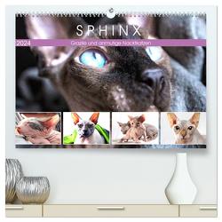 Sphinx. Grazile und anmutige Nacktkatzen (hochwertiger Premium Wandkalender 2024 DIN A2 quer), Kunstdruck in Hochglanz von Hurley,  Rose