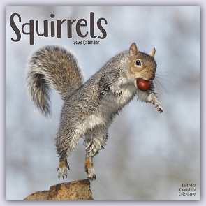 Squirrels – Eichhörnchen – Grauhörnchen 2023 – 16-Monatskalender