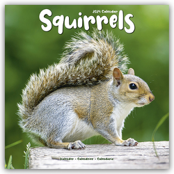 Squirrels – Eichhörnchen – Grauhörnchen 2024 – 16-Monatskalender