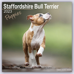 Staffordshire Bull Terrier Puppies – Staffordshire Bull Terrier Welpen 2023Monatskalender