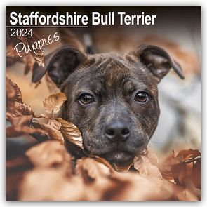 Staffordshire Bull Terrier Puppies – Staffordshire Bull Terrier Welpen 2024 – 16-Monatskalender