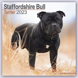 Staffordshire Bull Terrier – Staffordshire Bull Terrier 2023 – 16-Monatskalender