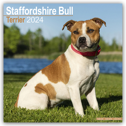 Staffordshire Bull Terrier – Staffordshire Bull Terrier 2024 – 16-Monatskalender