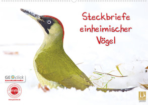 Steckbriefe einheimischer Vögel (Wandkalender 2023 DIN A2 quer) von Feske,  Klaus