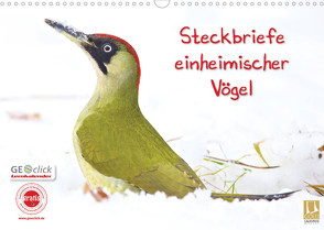 Steckbriefe einheimischer Vögel (Wandkalender 2023 DIN A3 quer) von Feske,  Klaus