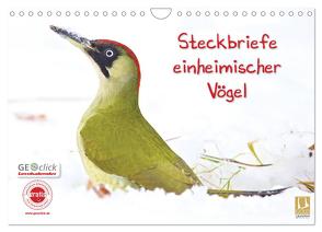 Steckbriefe einheimischer Vögel (Wandkalender 2024 DIN A4 quer), CALVENDO Monatskalender von Feske,  Klaus