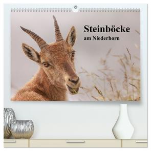 Steinböcke am Niederhorn (hochwertiger Premium Wandkalender 2024 DIN A2 quer), Kunstdruck in Hochglanz von Rusch,  Winfried