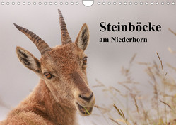 Steinböcke am Niederhorn (Wandkalender 2023 DIN A4 quer) von Rusch,  Winfried