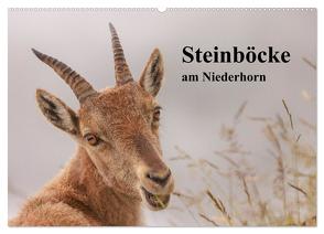 Steinböcke am Niederhorn (Wandkalender 2024 DIN A2 quer), CALVENDO Monatskalender von Rusch,  Winfried