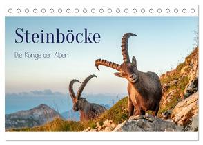 Steinböcke – Die Könige der Alpen (Tischkalender 2024 DIN A5 quer), CALVENDO Monatskalender von Kramer,  Michaela