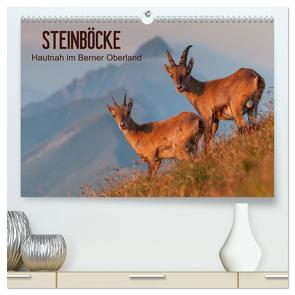 STEINBÖCKE Hautnah im Berner Oberland (hochwertiger Premium Wandkalender 2024 DIN A2 quer), Kunstdruck in Hochglanz von Trachsel,  Mario