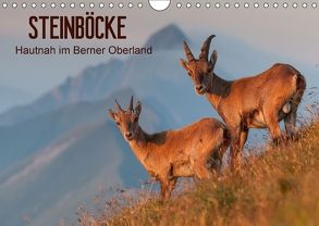 STEINBÖCKE Hautnah im Berner OberlandCH-Version (Wandkalender 2018 DIN A4 quer) von Trachsel,  Mario