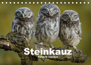 Steinkäuze (Athene noctua) (Tischkalender 2022 DIN A5 quer) von Rusch,  Winfried