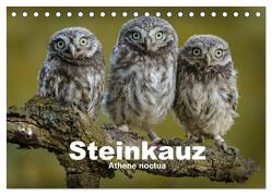Steinkäuze (Athene noctua) (Tischkalender 2024 DIN A5 quer), CALVENDO Monatskalender von Rusch,  Winfried