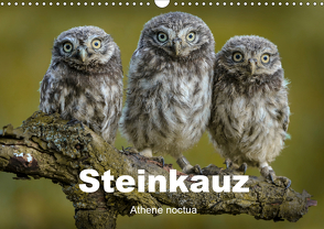 Steinkäuze (Athene noctua) (Wandkalender 2021 DIN A3 quer) von Rusch,  Winfried