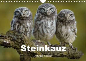 Steinkäuze (Athene noctua) (Wandkalender 2021 DIN A4 quer) von Rusch,  Winfried