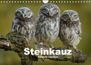 Steinkäuze (Athene noctua) (Wandkalender 2022 DIN A4 quer) von Rusch,  Winfried