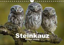 Steinkäuze (Athene noctua) (Wandkalender 2023 DIN A4 quer) von Rusch,  Winfried