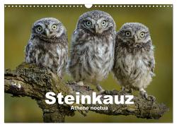 Steinkäuze (Athene noctua) (Wandkalender 2024 DIN A3 quer), CALVENDO Monatskalender von Rusch,  Winfried