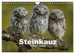 Steinkäuze (Athene noctua) (Wandkalender 2024 DIN A4 quer), CALVENDO Monatskalender von Rusch,  Winfried