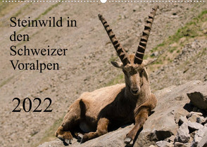 Steinwild in den Schweizer Voralpen (Wandkalender 2022 DIN A2 quer) von W. Saul,  Norbert