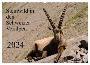 Steinwild in den Schweizer Voralpen (Wandkalender 2024 DIN A2 quer), CALVENDO Monatskalender von W. Saul,  Norbert